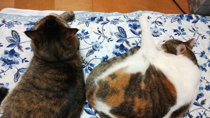 お宝探し
