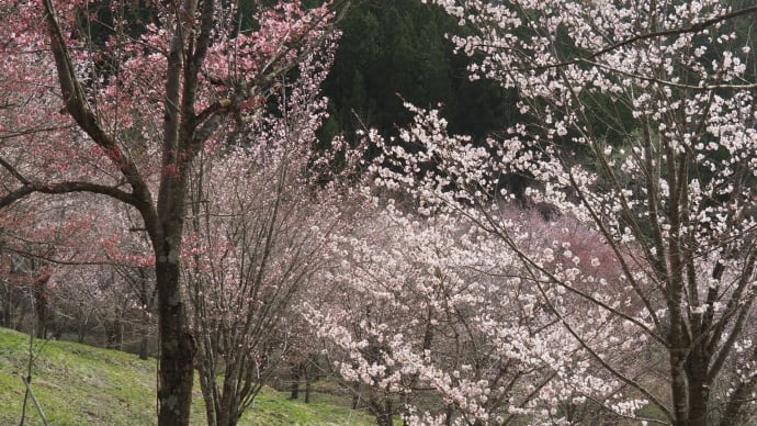 桜峠の開花はすでに始まっていた・・・（北塩原村）