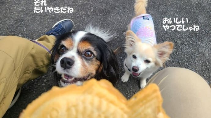 たい焼き😊