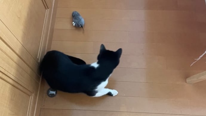 334. ゼンマイ仕掛けのネズミさん