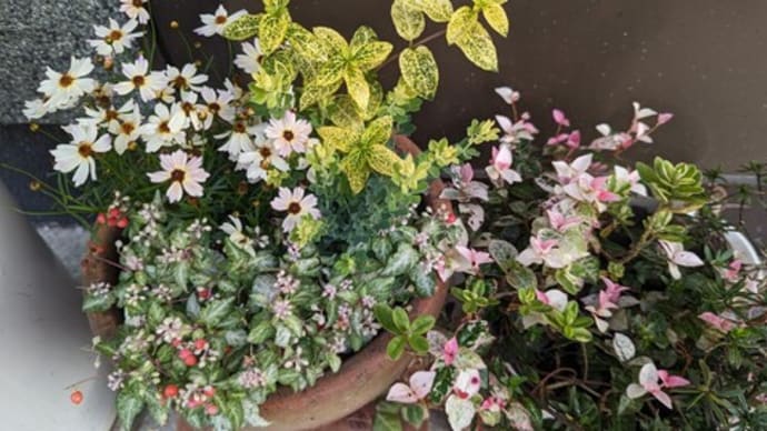 寄せ植え
