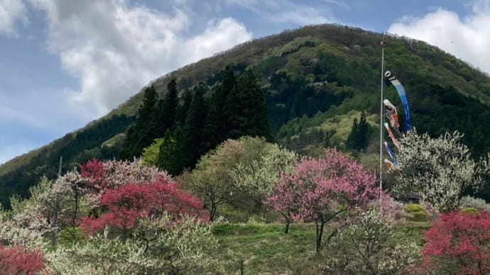 花桃見物に・・・