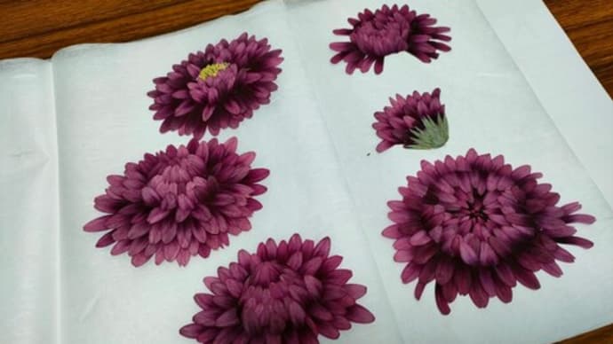 ガーベラで作る菊の花（押し花）