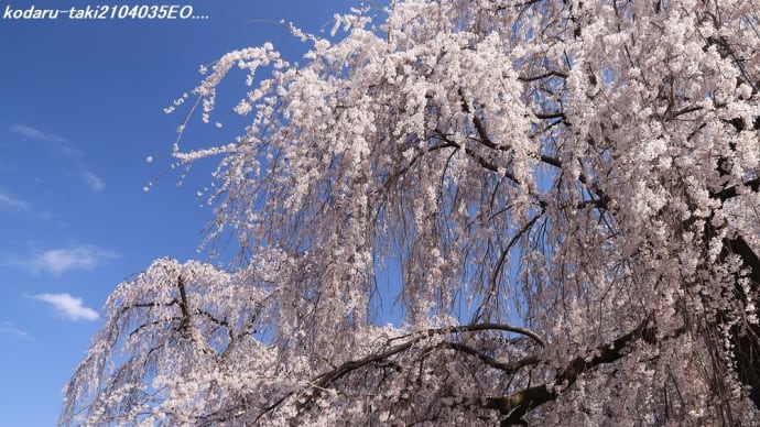 安養寺のしだれ桜 (松本市波田)