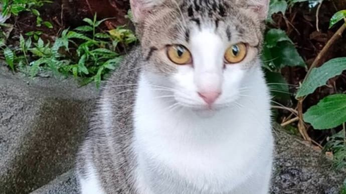 花月猫 男の道