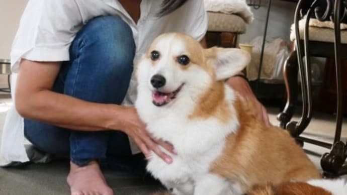 犬の整体~せがーる編♪