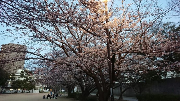 桜～🌸