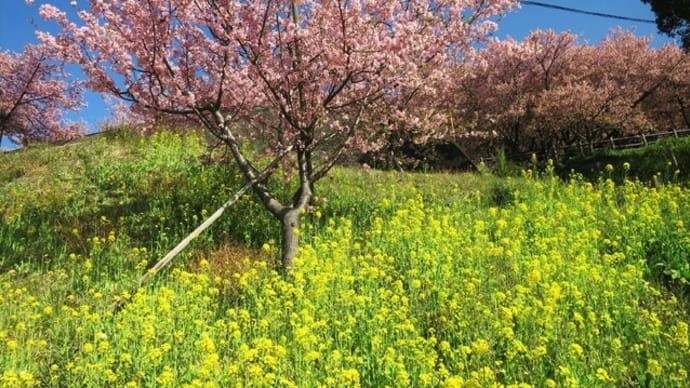 花見散歩~松田山河津桜と菜の花巡り
