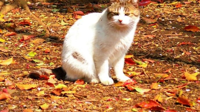 猫のいる風景④