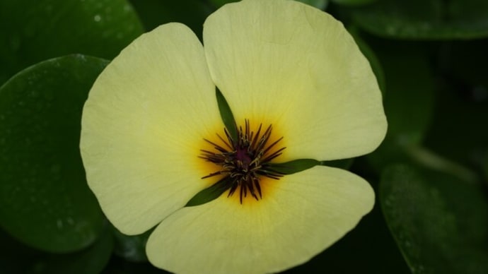 夏の花:水雛芥子