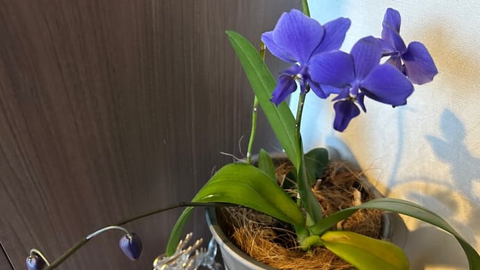 胡蝶蘭 咲きました🌸