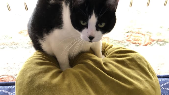 猫らしい所に、寝る…。