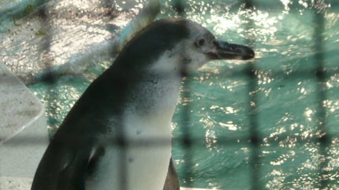 フンボルトペンギンのヒナ