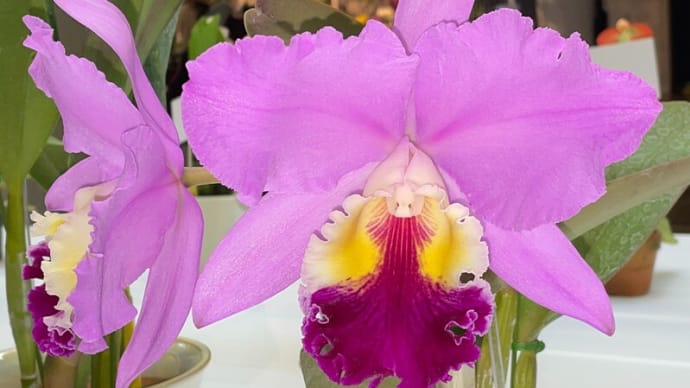◇Rlc. Atlanta Magic ‘Kobe Beauty’