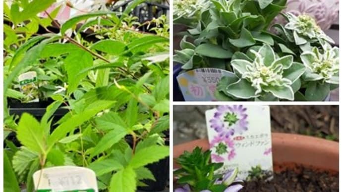 花屋さん巡り(6月13日)