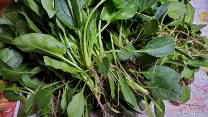 野菜の収穫