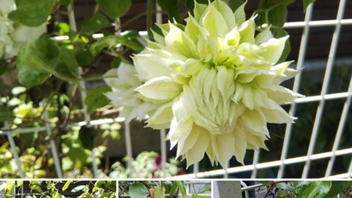 クレマチスの開花