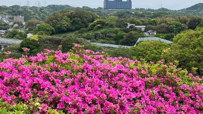 2024　GW　横須賀＆ソレイユの丘