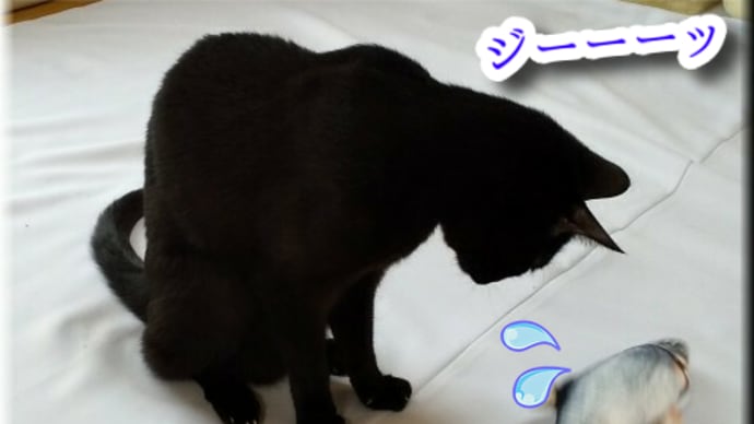 その粉、危険ドラッグにつき