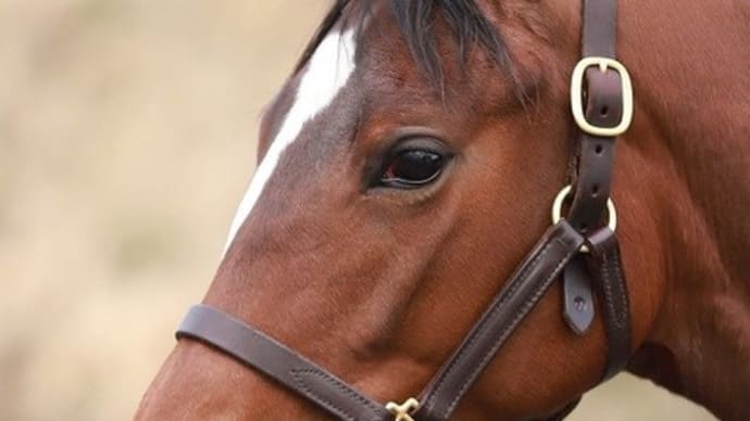 気になるあの馬は牝馬らしからぬボリューム感!?