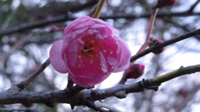 「立春」の初候「東風解凍(はるかぜこおりをとく)」