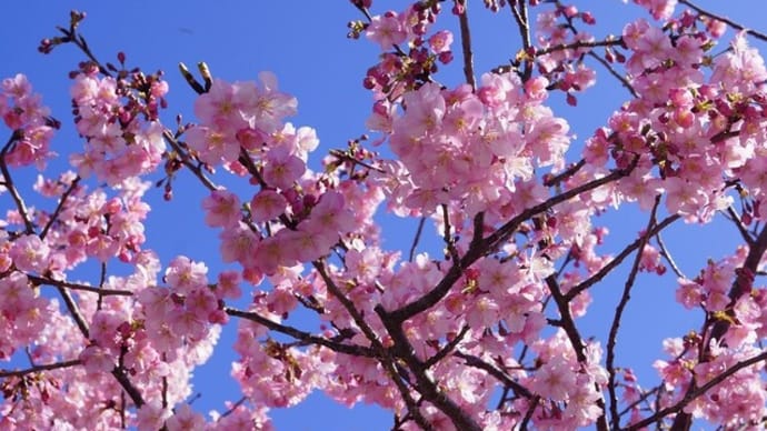 南伊勢町「河村瑞賢公園の河津桜とハートの入江」見てきました~(^^)