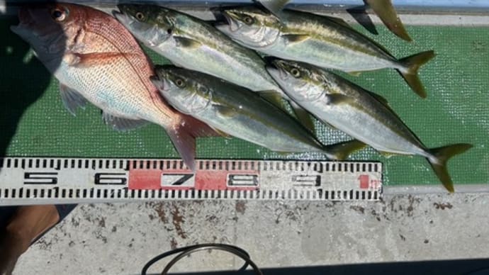 ２号船午前便、午後便タテ釣りです。