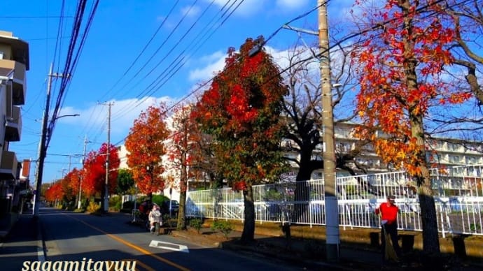 街路樹「モミジバフウ」の紅葉並木が完成！！