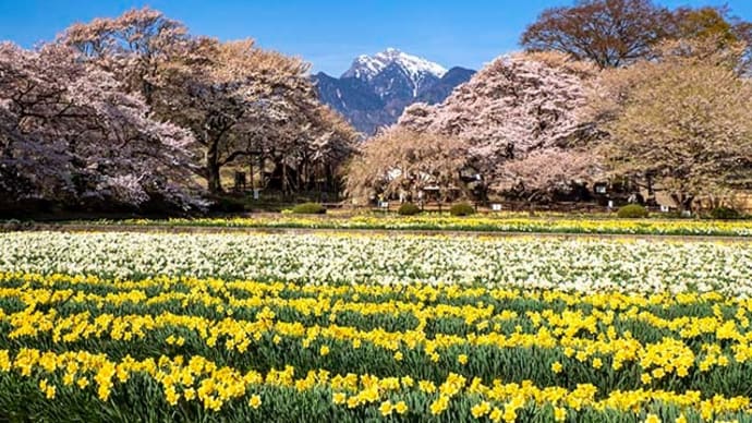 実相寺の春 2