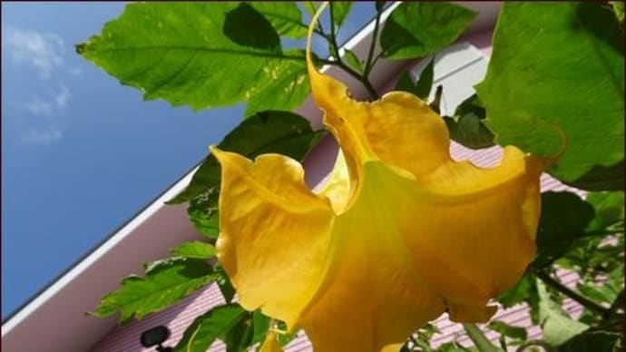 香りの正体は?★午後4時の花★ホットケーキ