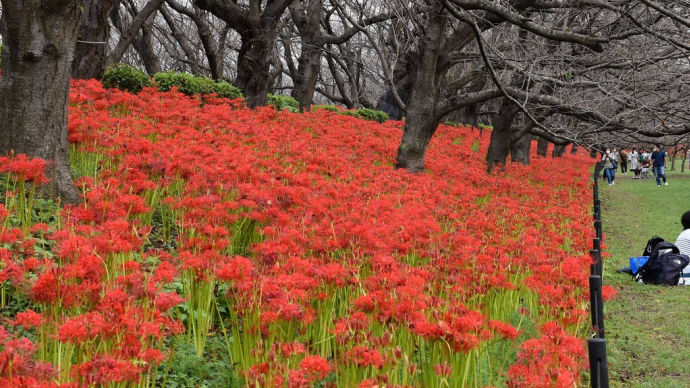 曼殊沙華狩り 埼玉県幸手市権現堂堤 権現堂公園 第16回曼殊沙華まつり(1)今年は遅かったけど咲いてます