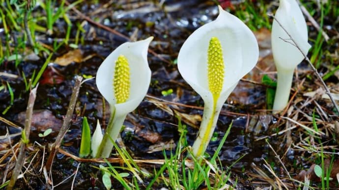 越本水芭蕉の森 その2(群馬県片品村 2025.4.29撮影)