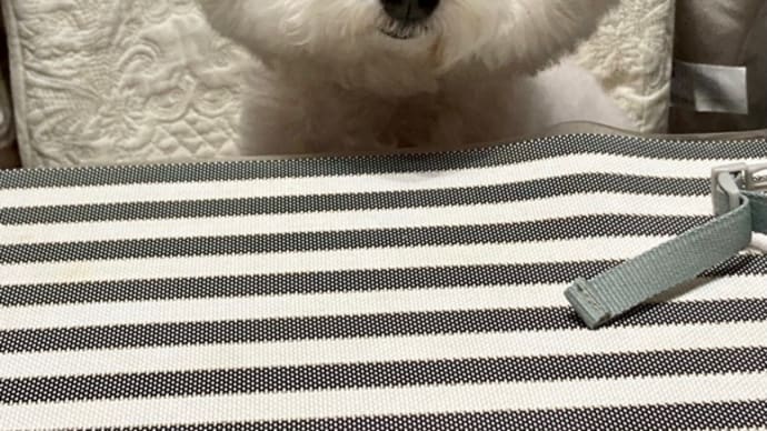 メルシー 10歳に