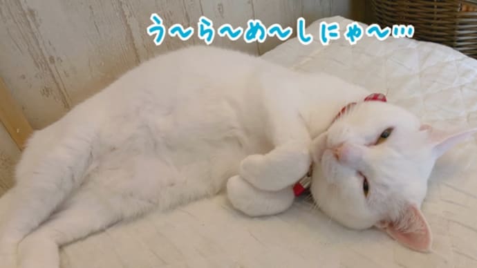 お久しぶりのうらめしにゃ