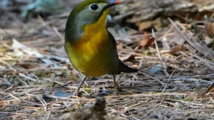 3月に出逢った野鳥❣️②