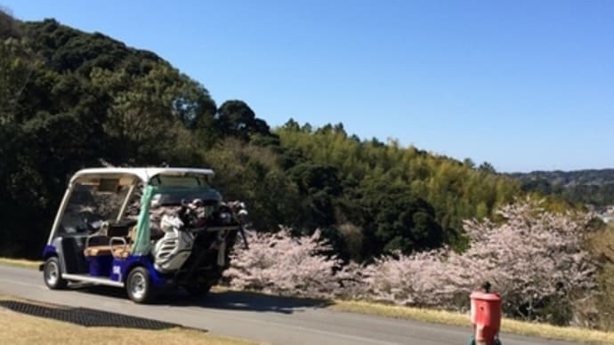 桜満開