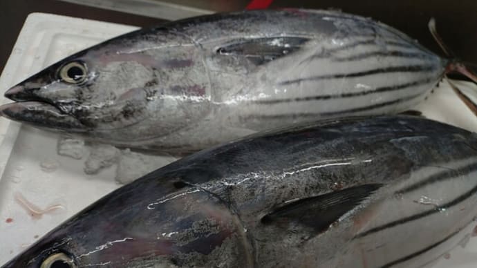 北海道で「カツオ」がとれちゃった!とっても珍しい噴火湾の「カツオ」の刺身だよ!!刺身と手作り干物の専門店「発寒かねしげ鮮魚店」
