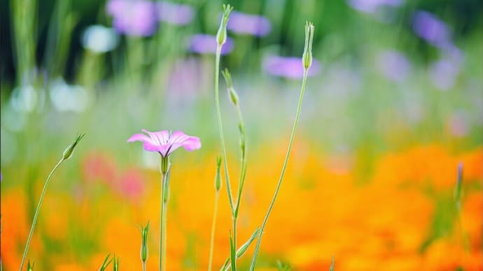 「鼻高展望花の丘」で咲く花（３の１） 麦撫子とポピ－  