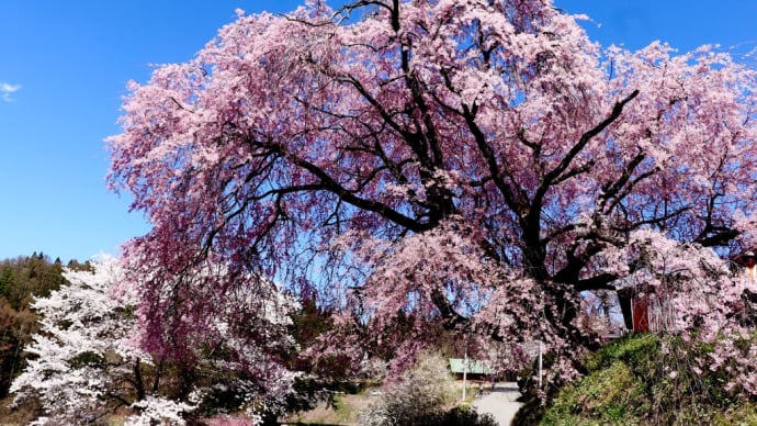 今桜が見られる場所