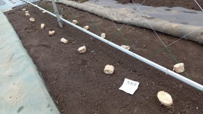 「トックリ長芋」「大和芋」植えました。