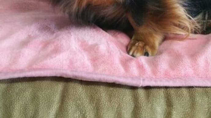 我が家の愛犬達