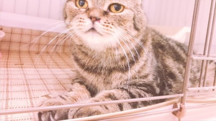 トラ　鼻腔狭窄症手術
