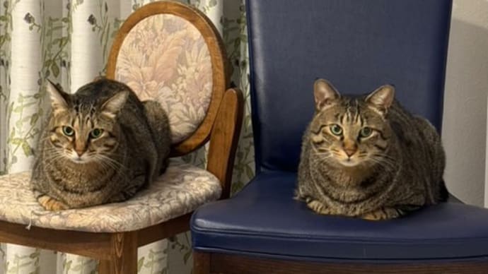 ビジネス猫対談(第2回):リピート率90%のサロンではたらくレイくん&マイちゃん