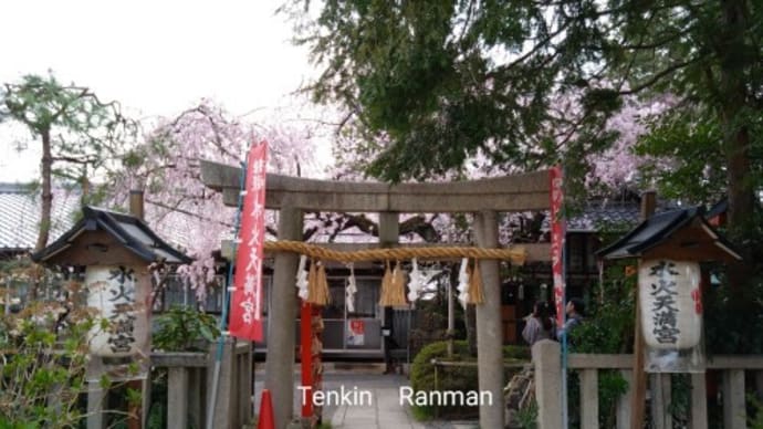 水火天満宮の桜 *京都 上京区*