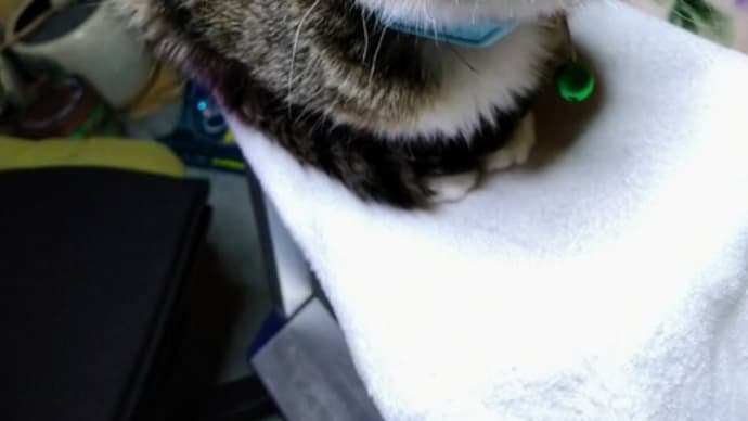 爪を切らねば