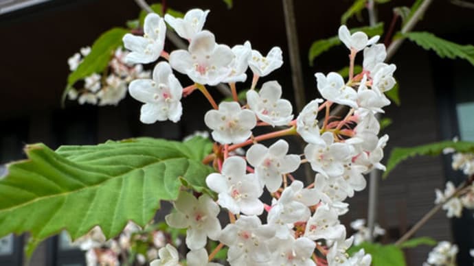 初めて撮るオトコヨウゾメの花