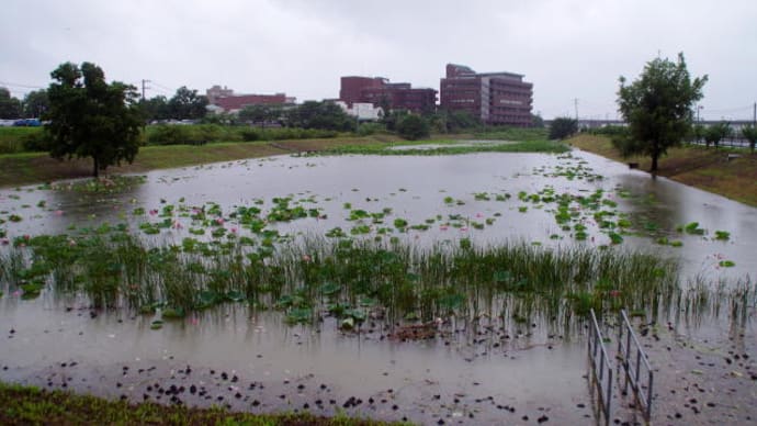 麻機遊水地ハスの開花状況(2021/7/2)