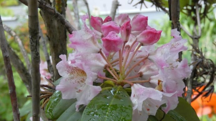本日の植物たち
