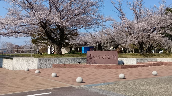 桜の花見
