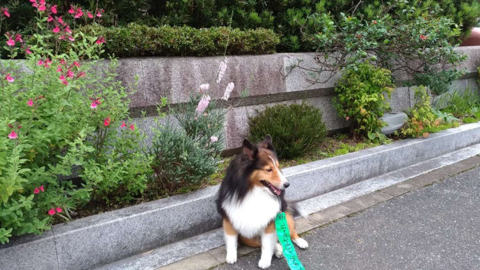 小次郎と冬の草花 ー エリカ ー